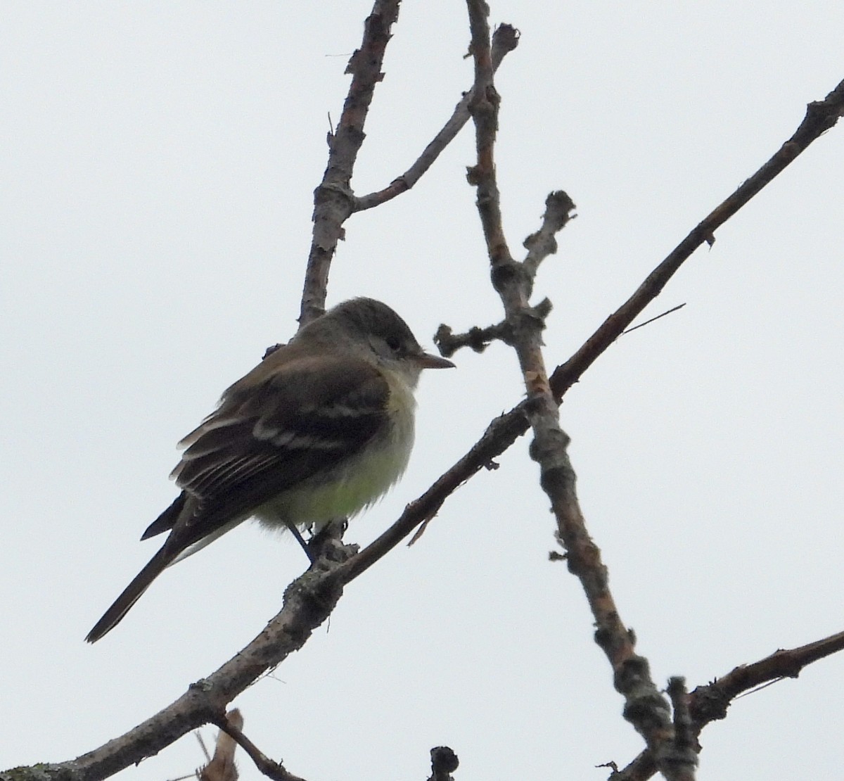 Willow Flycatcher - ML620659073