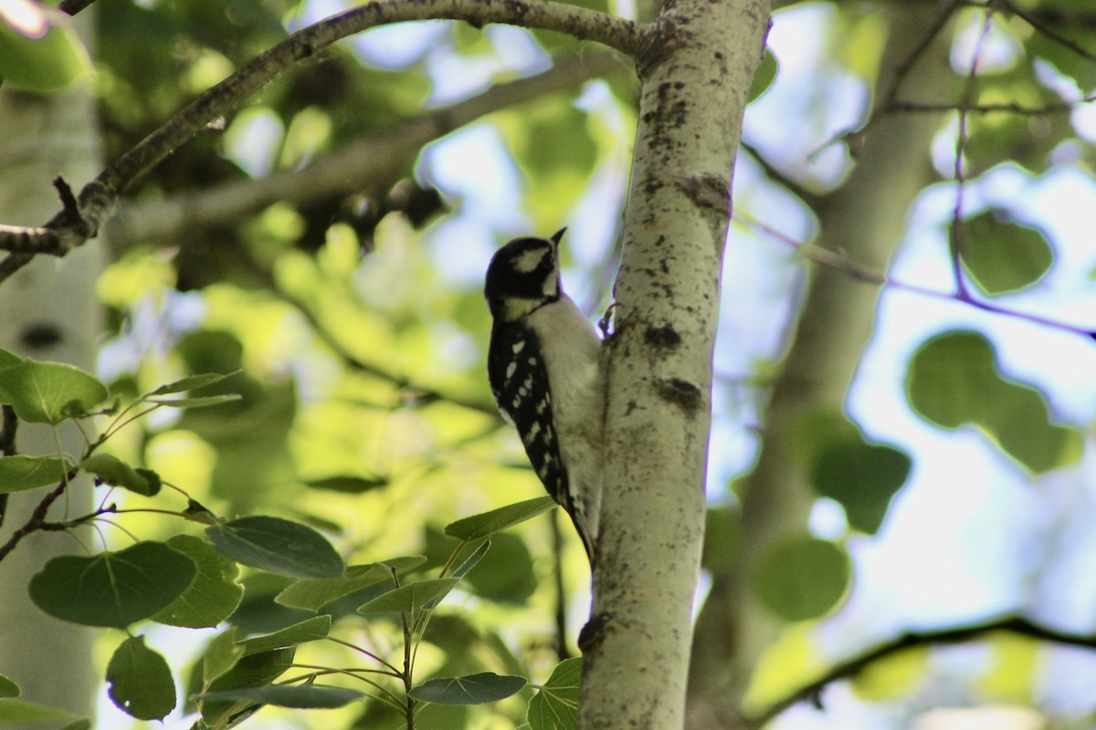 Downy Woodpecker (Eastern) - ML620659076
