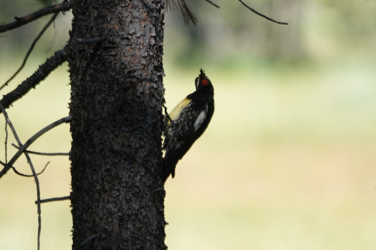 Williamson's Sapsucker - ML620659079