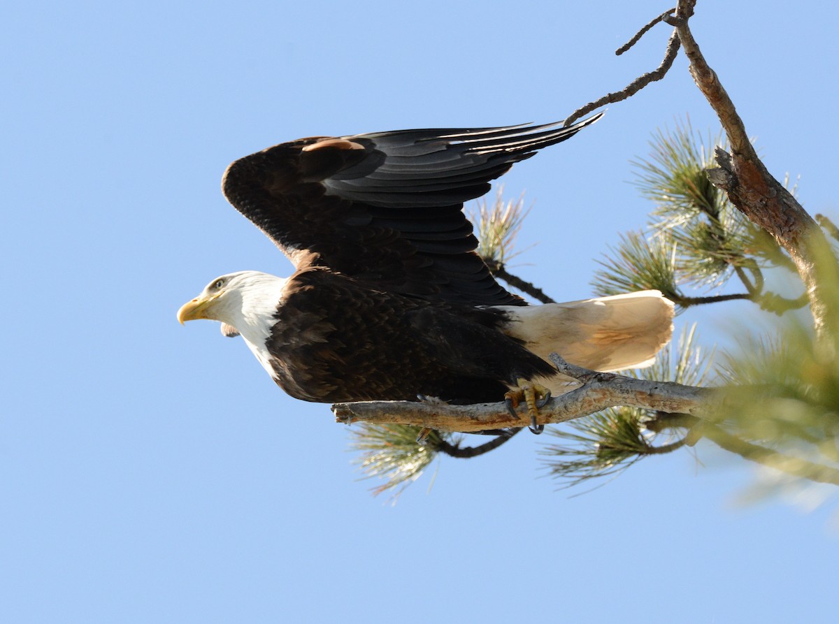 Bald Eagle - Vicki Buchwald