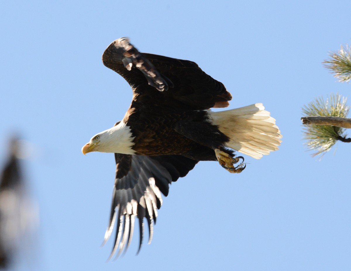 Bald Eagle - ML620659093