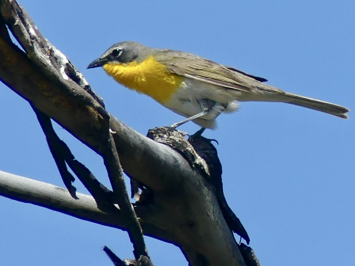 Yellow-breasted Chat - ML620659110