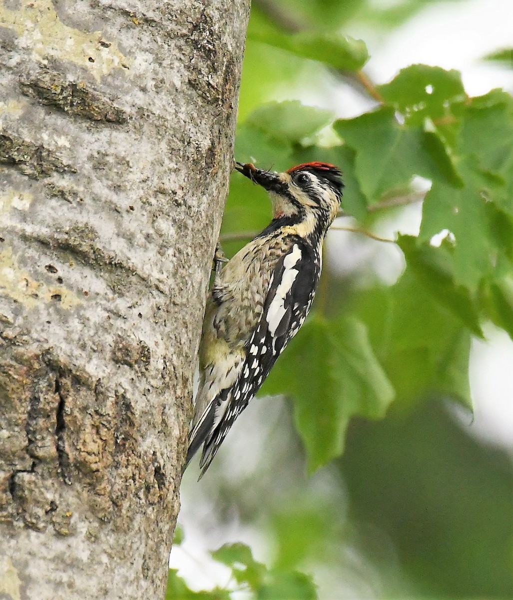 Yellow-bellied Sapsucker - ML620659114