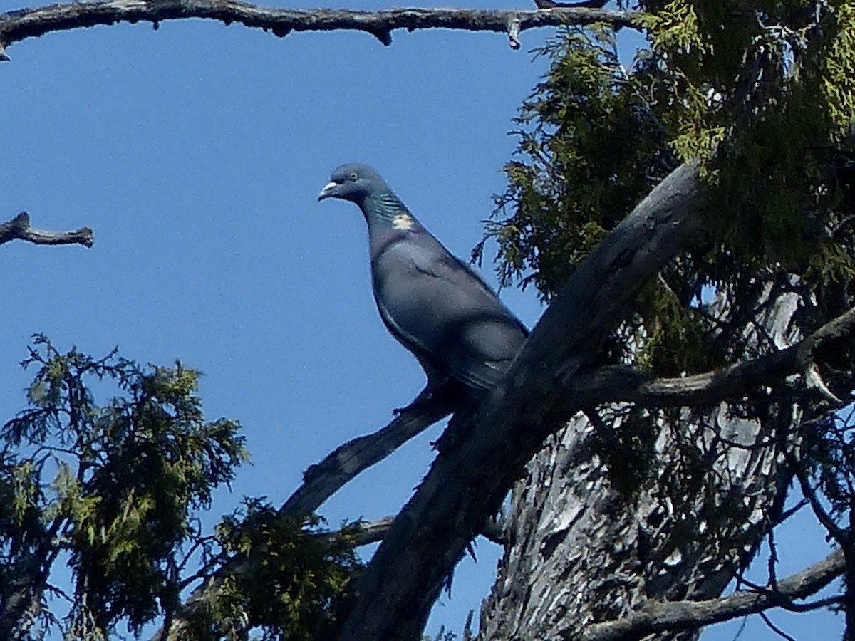 Common Wood-Pigeon (Cinnamon-necked) - ML620659120