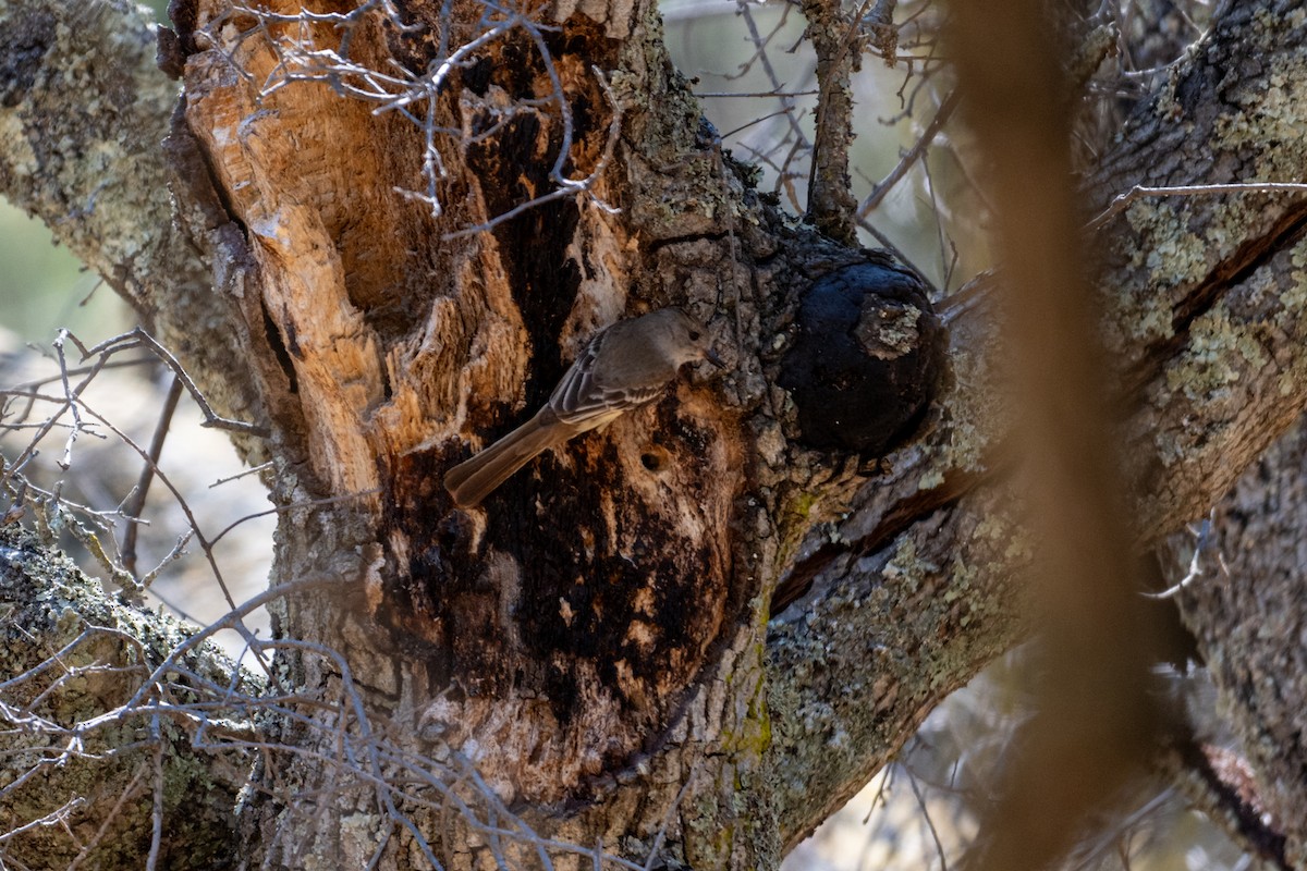 Ash-throated Flycatcher - ML620659126