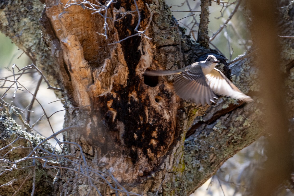 Ash-throated Flycatcher - ML620659127