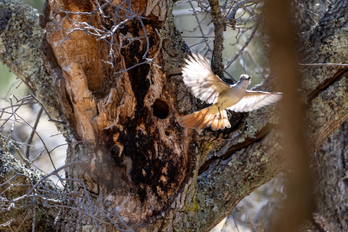 Ash-throated Flycatcher - ML620659129