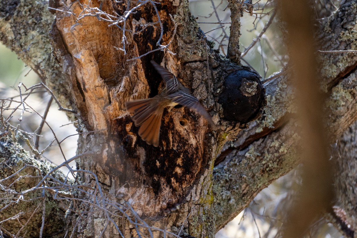 Ash-throated Flycatcher - ML620659130