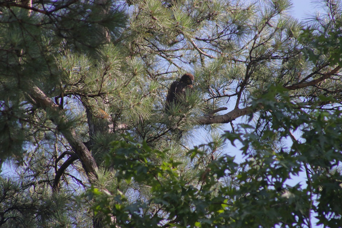 Weißkopf-Seeadler - ML620659132