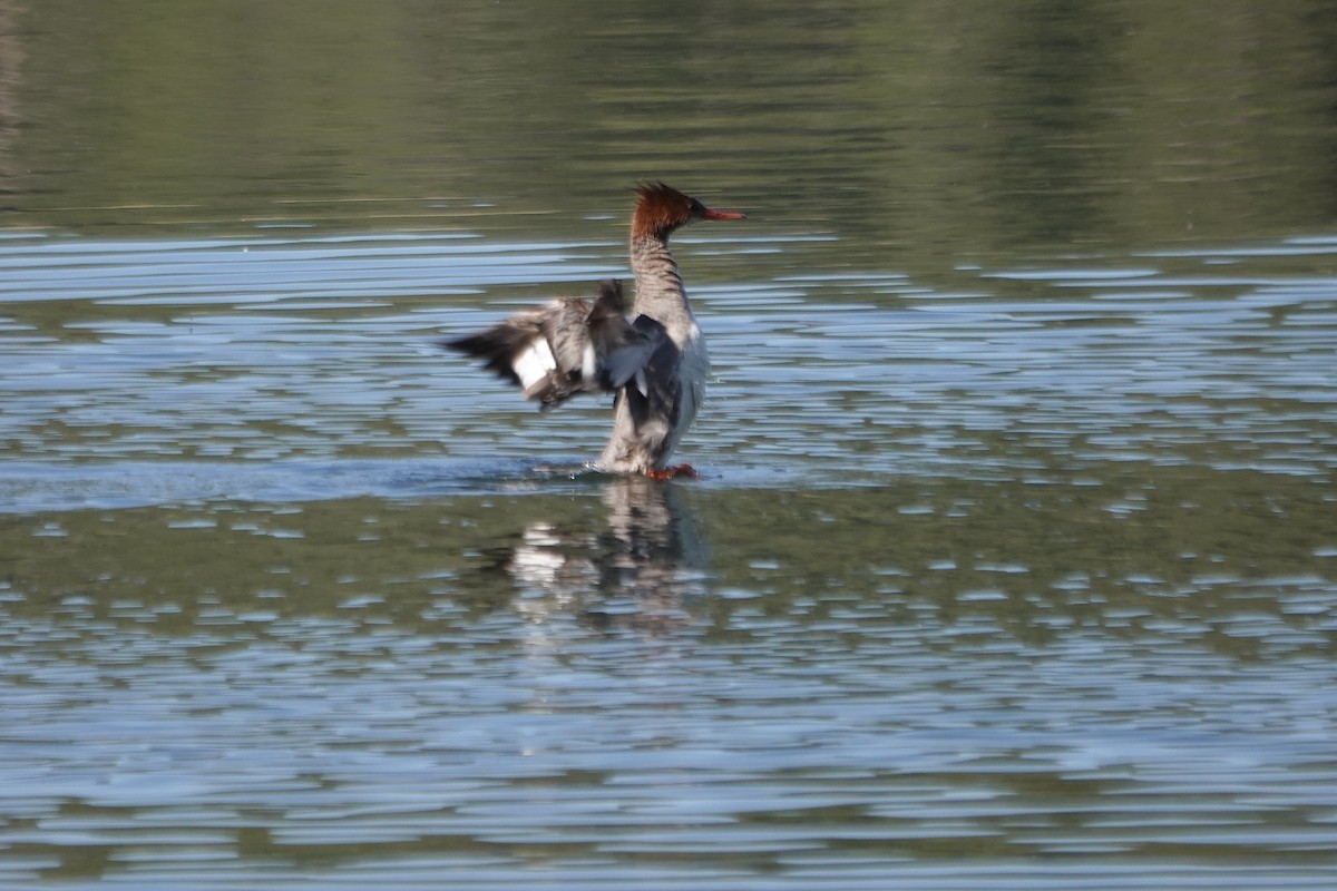 Common Merganser - ML620659133