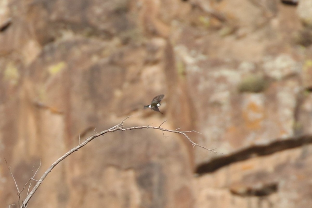 Violet-green Swallow - Christian Fernandez