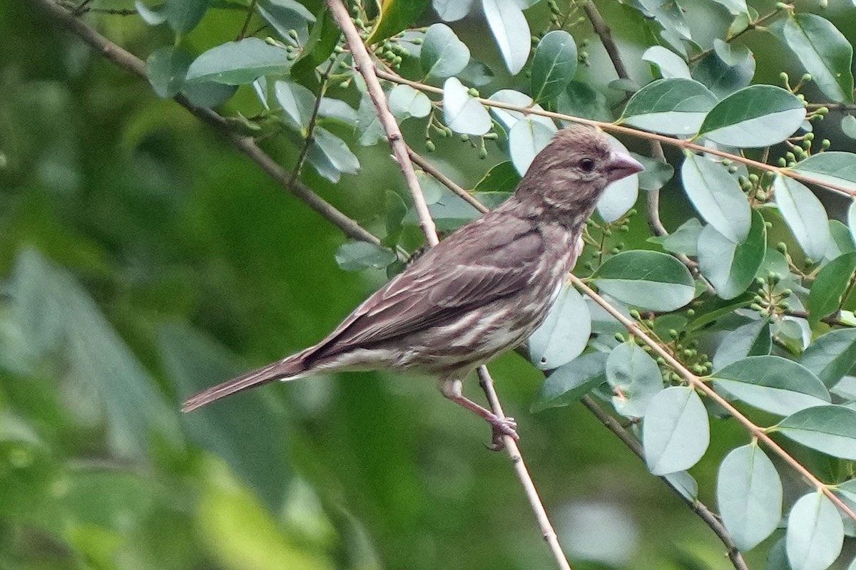 House Finch - ML620659139