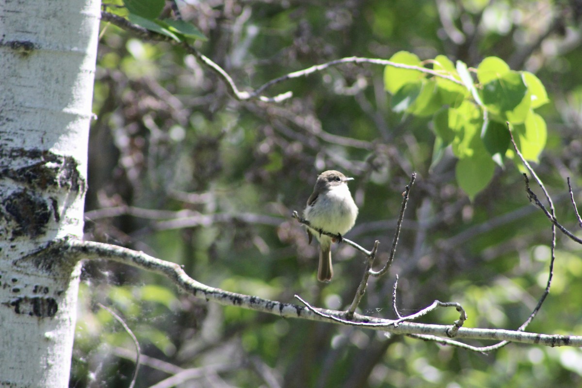 Least Flycatcher - ML620659146