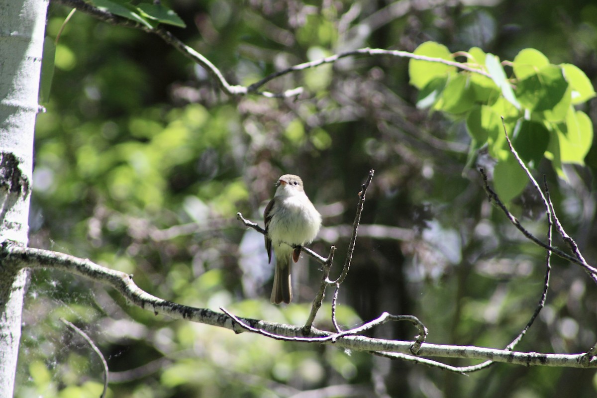 Least Flycatcher - Anne R.