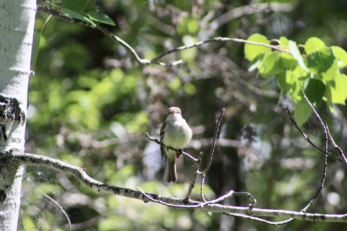 Least Flycatcher - Anne R.