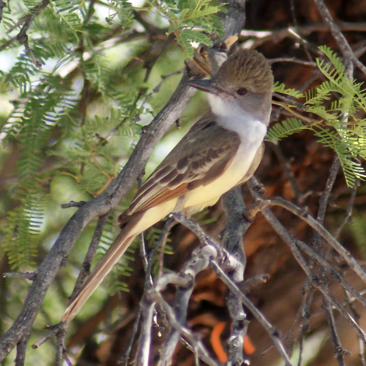 Brown-crested Flycatcher - ML620659157