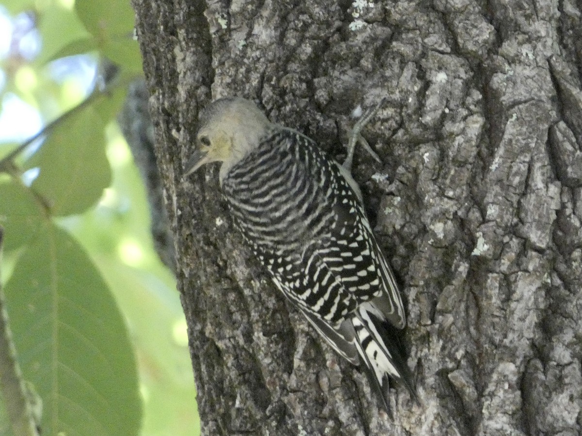 Red-bellied Woodpecker - ML620659160