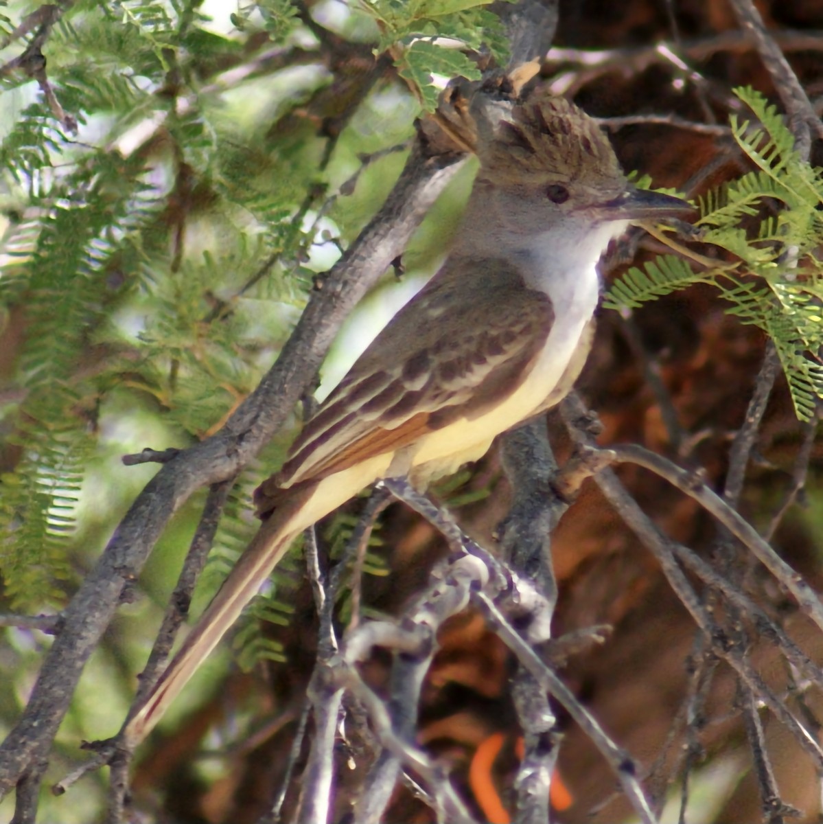 Brown-crested Flycatcher - ML620659163