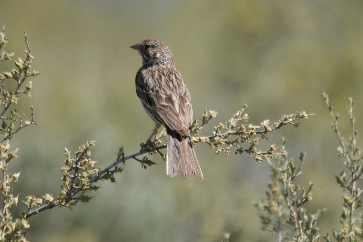 Vesper Sparrow - ML620659164