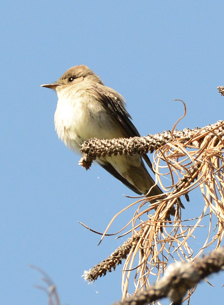 Western Wood-Pewee - ML620659166