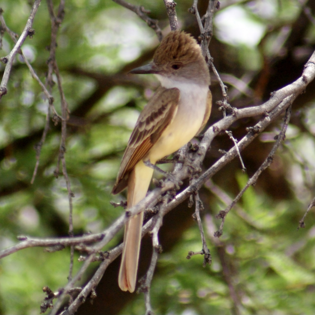 Brown-crested Flycatcher - ML620659167