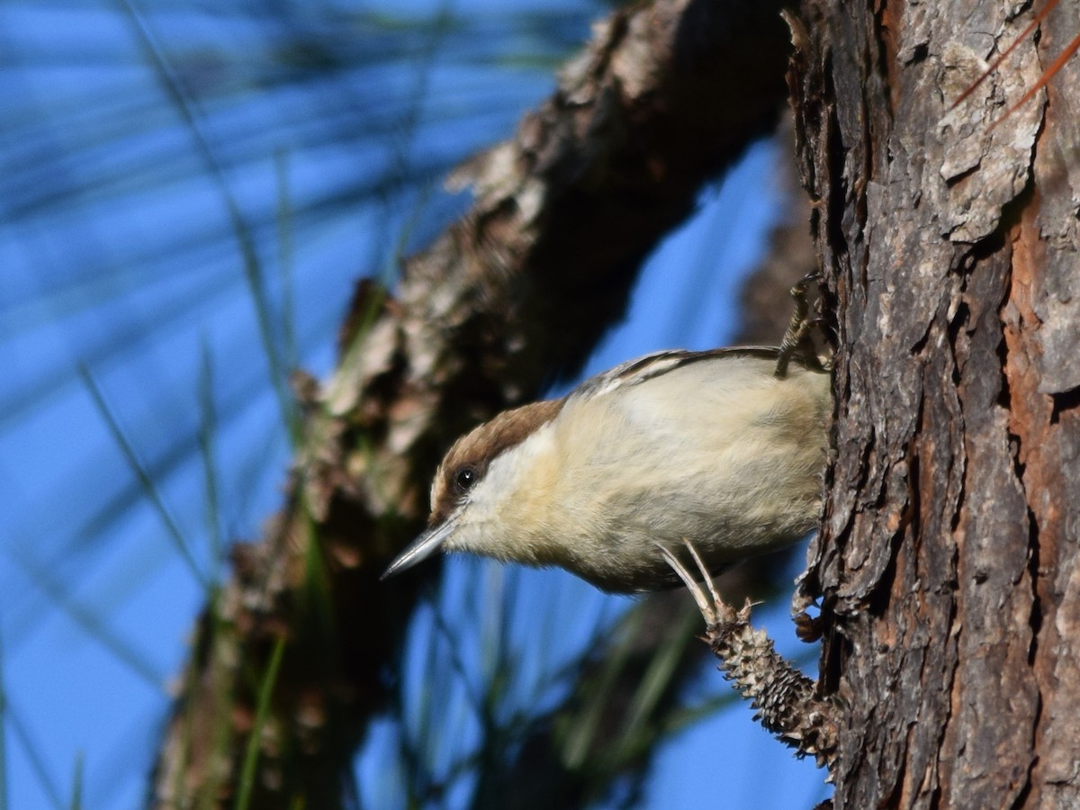 Brown-headed Nuthatch - ML620659168