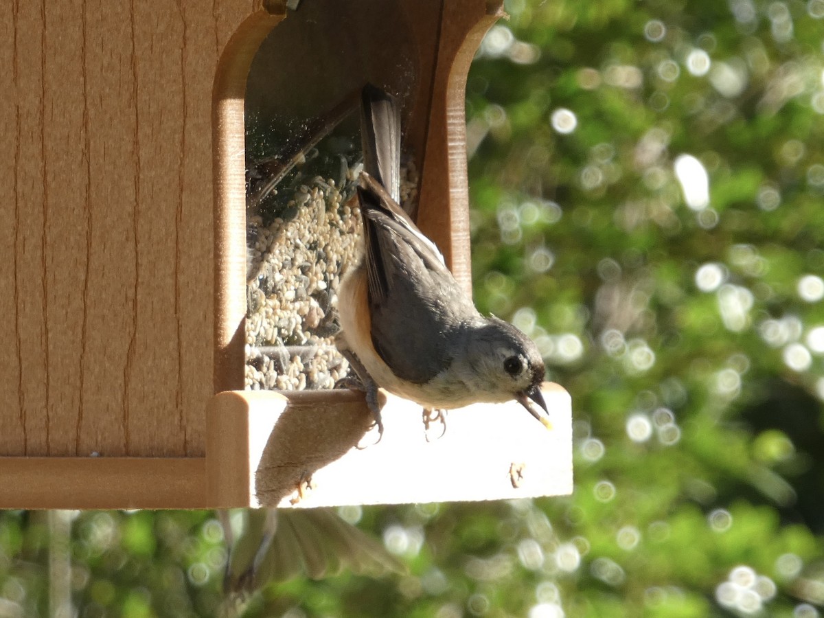 Tufted Titmouse - ML620659170