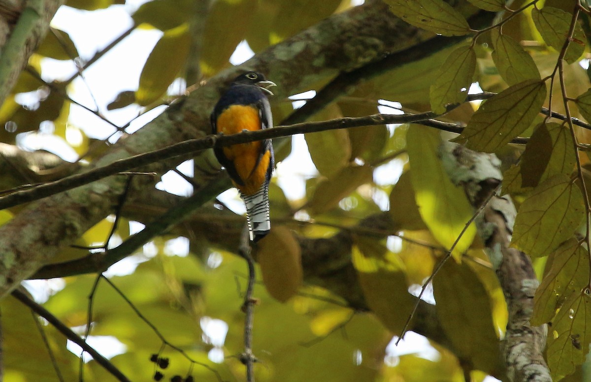 trogon podvazkový - ML620659174