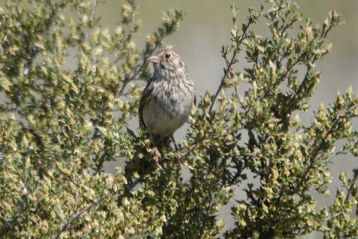 Vesper Sparrow - ML620659175