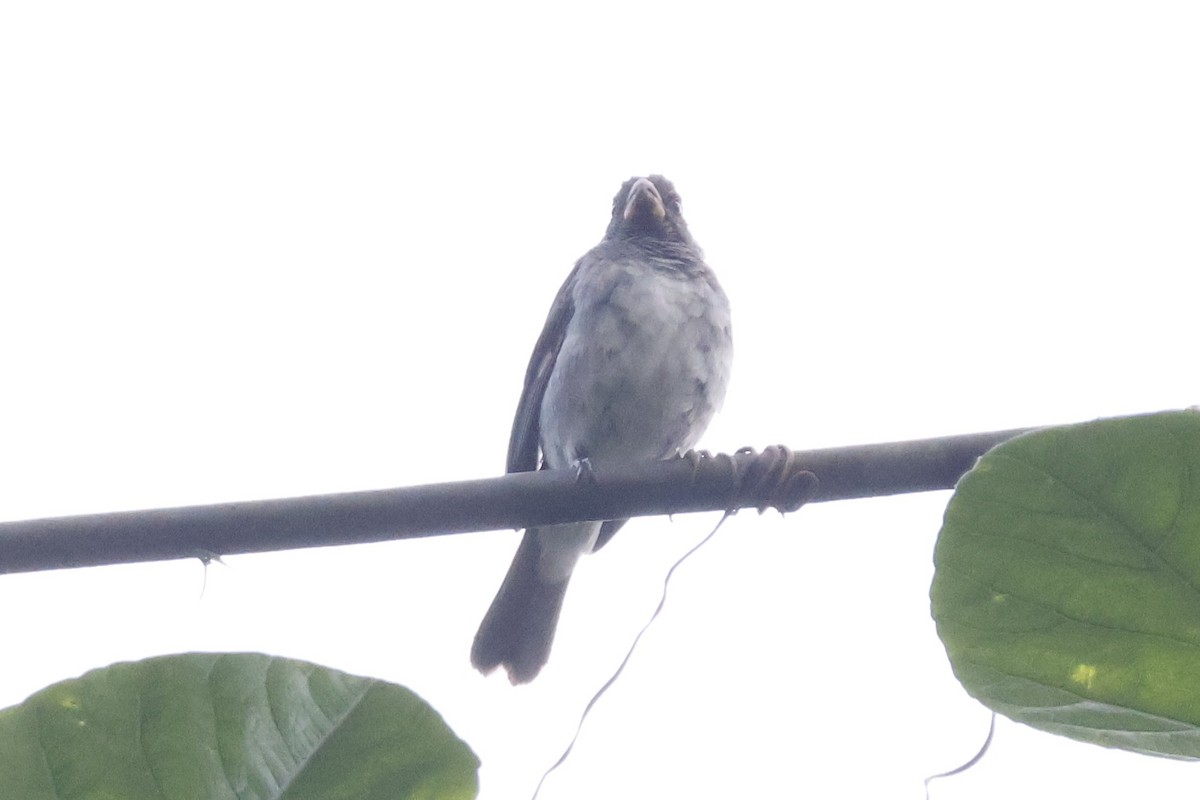 Gray Seedeater - ML620659193