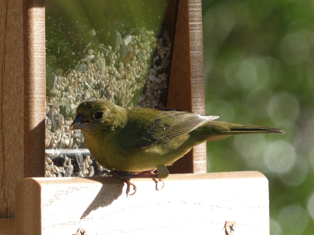 Painted Bunting - ML620659194