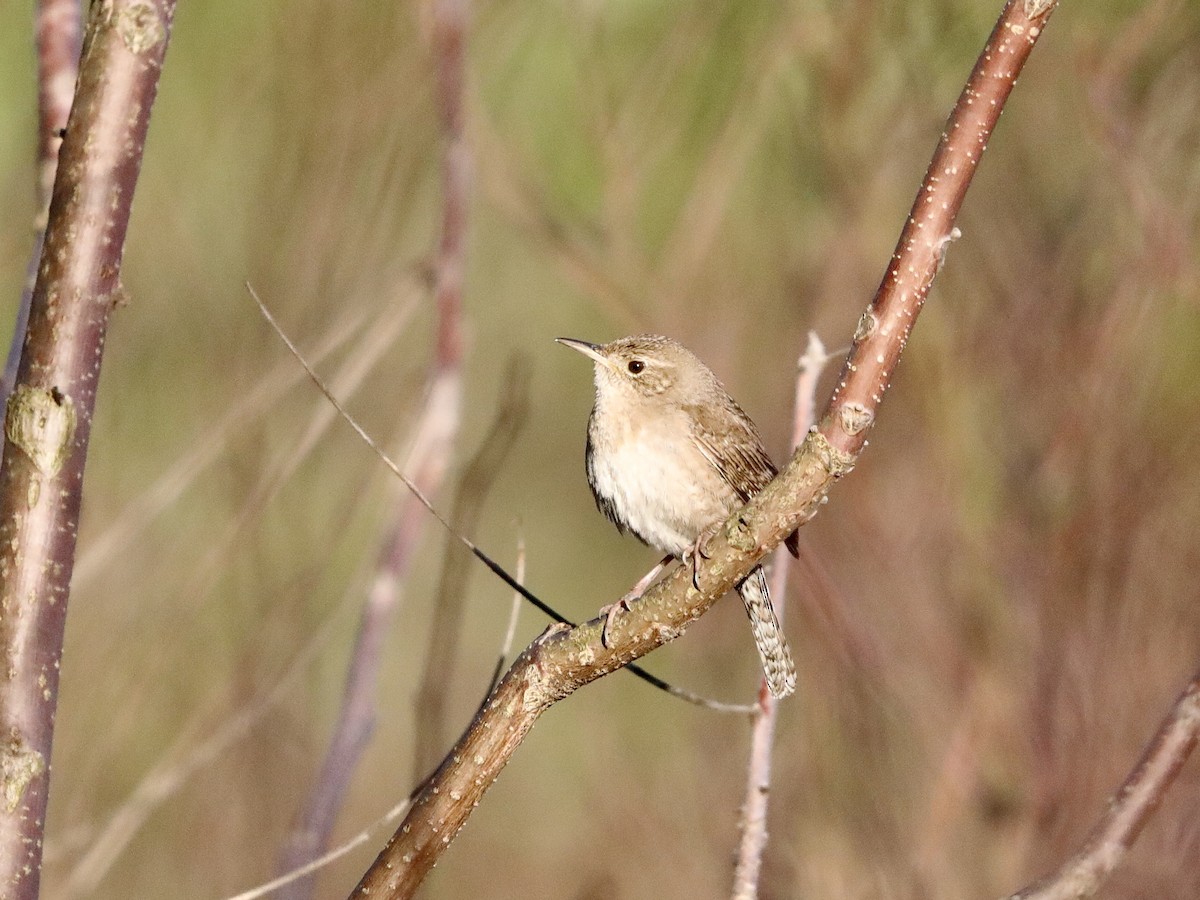 House Wren - ML620659201