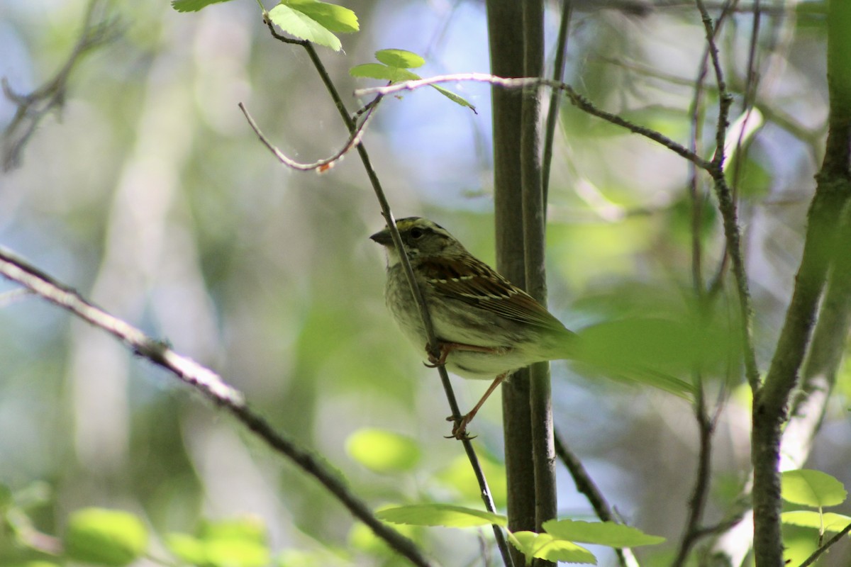 White-throated Sparrow - ML620659203