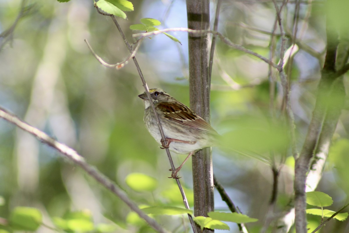 White-throated Sparrow - ML620659204