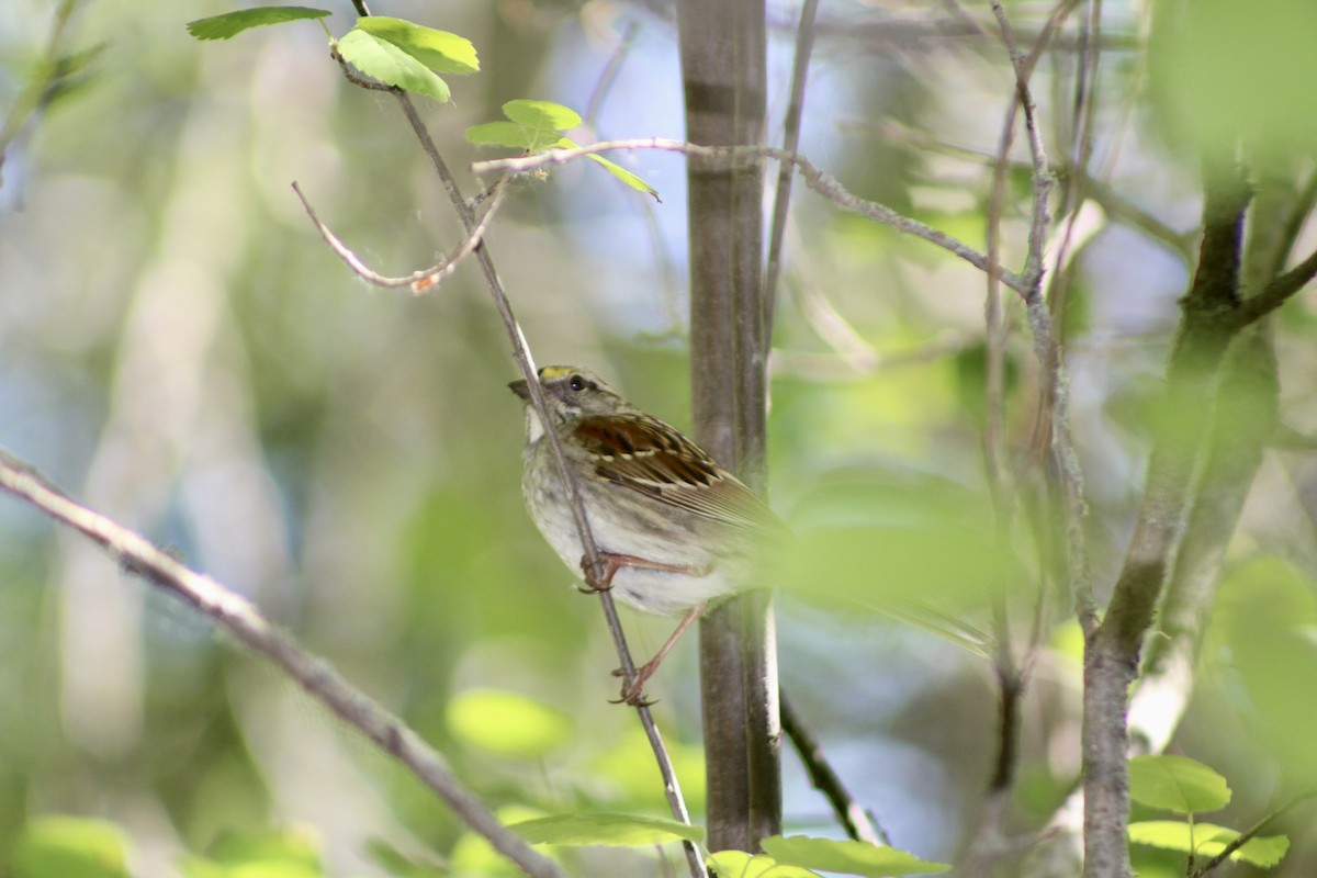 White-throated Sparrow - ML620659205