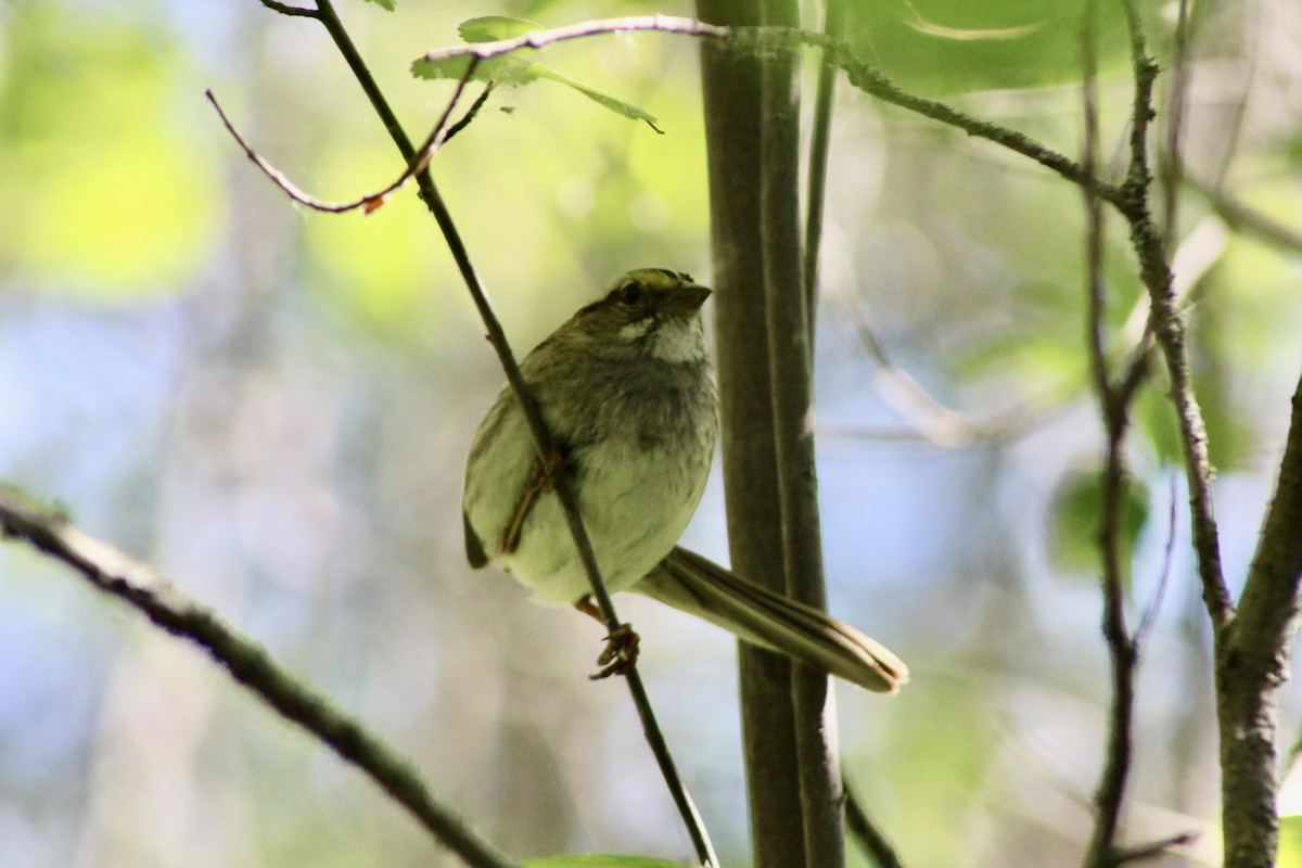 White-throated Sparrow - ML620659211