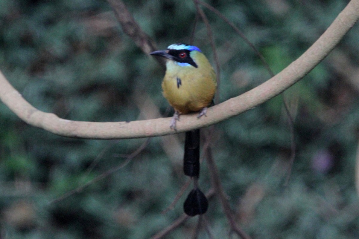 Motmot caraïbe - ML620659213