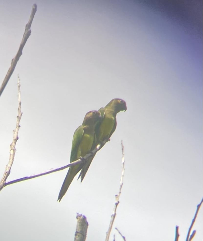 Conure cuivrée - ML620659215