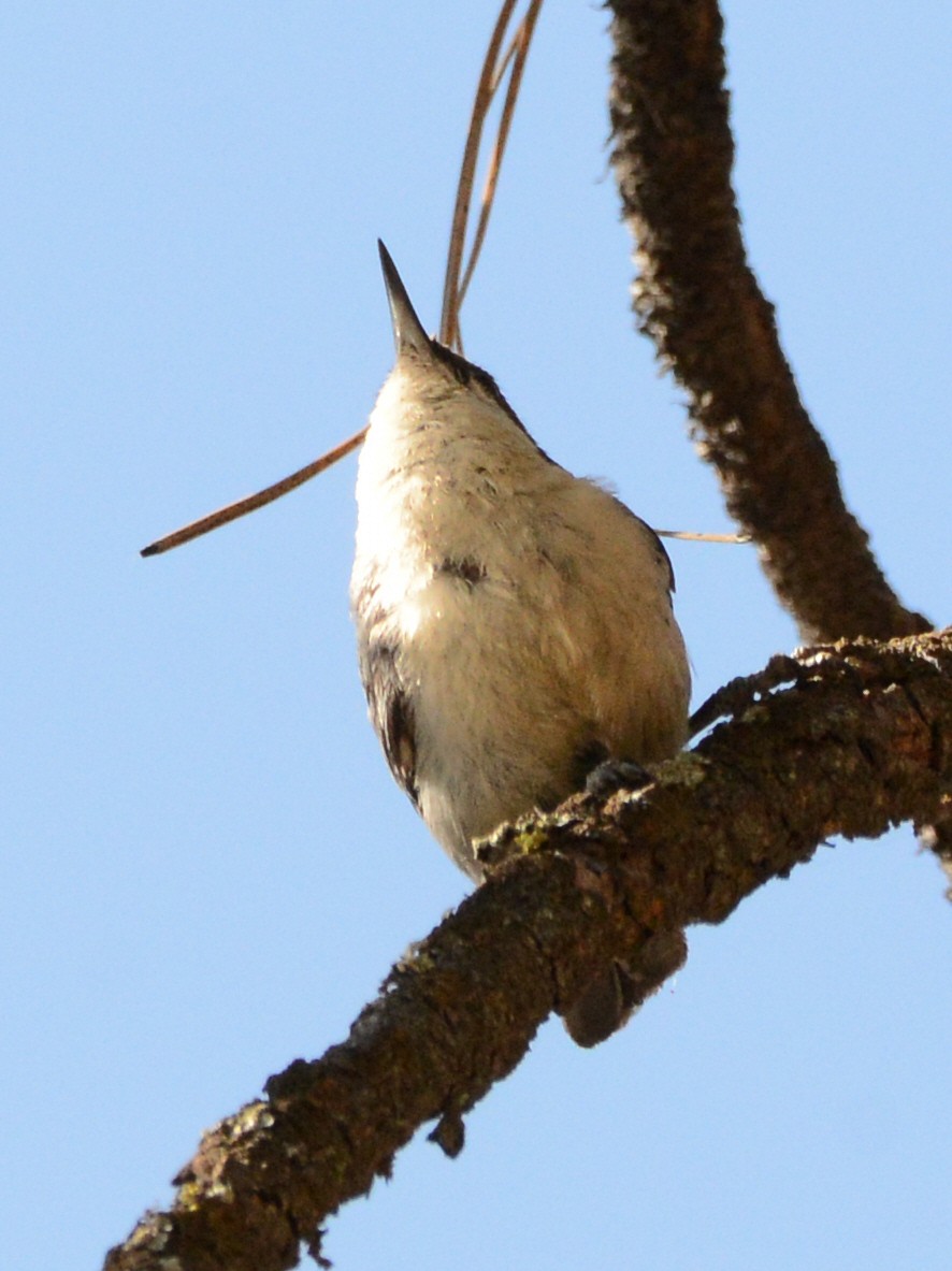 Pygmy Nuthatch - ML620659216