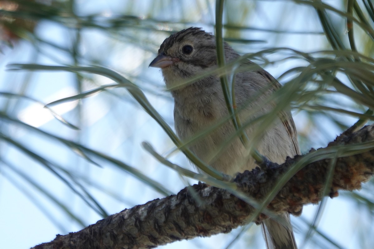 Brewer's Sparrow - ML620659226