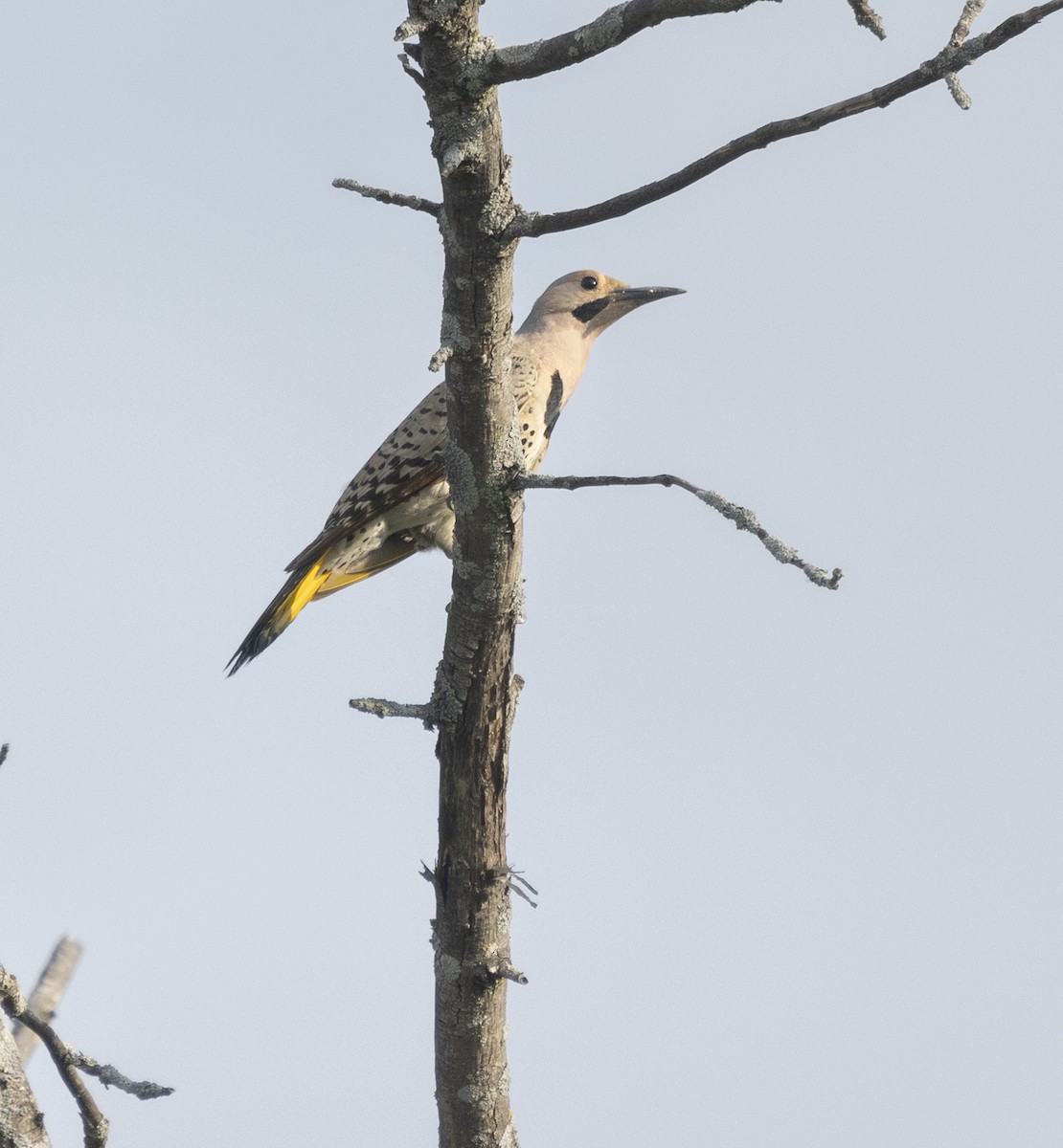 Northern Flicker - ML620659235