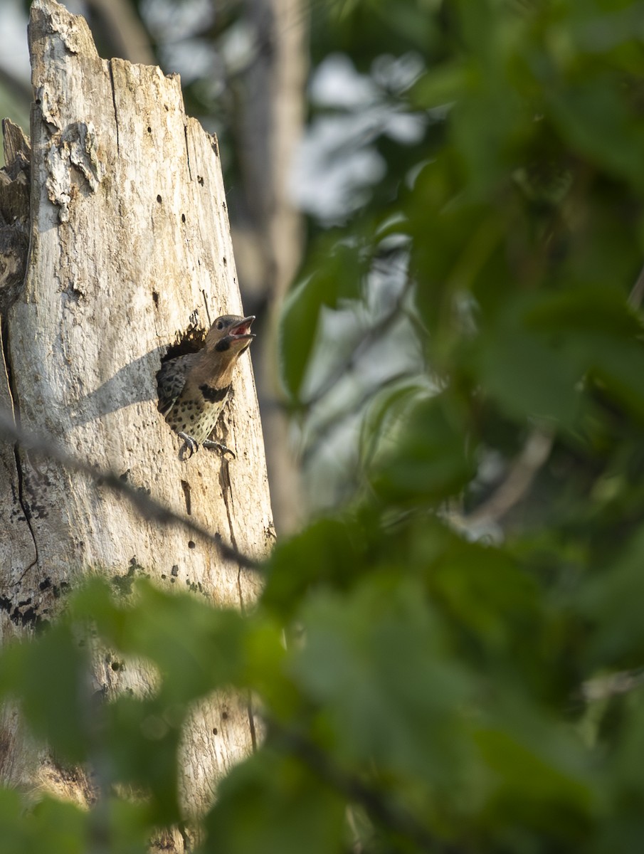 Northern Flicker - Micheline Plamondon