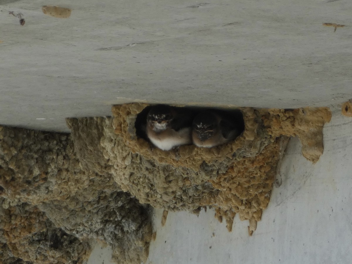 Cliff Swallow - Cynthia Damon