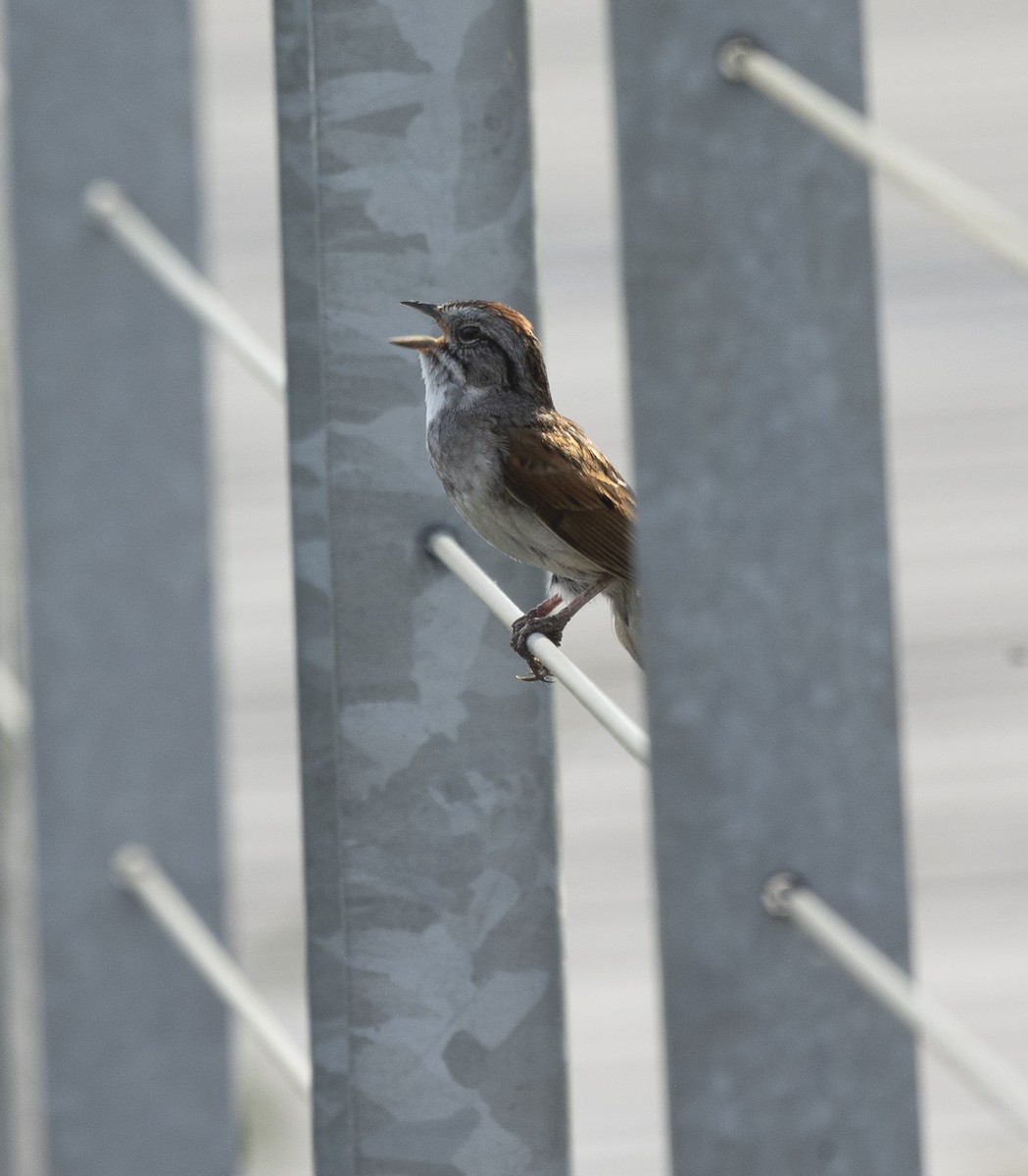 Swamp Sparrow - ML620659267