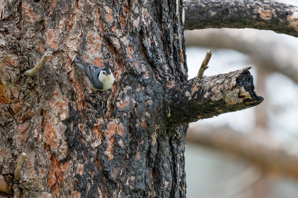 White-breasted Nuthatch - ML620659269