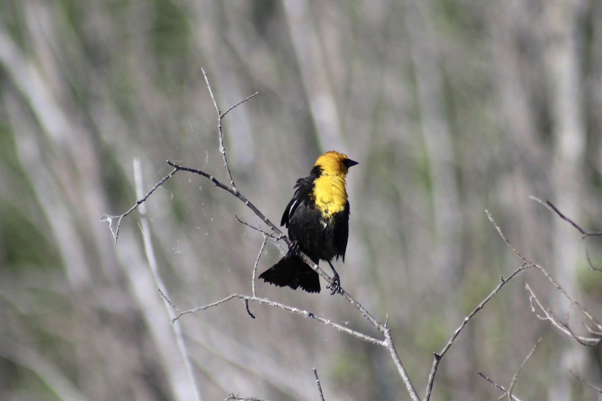 Yellow-headed Blackbird - ML620659271