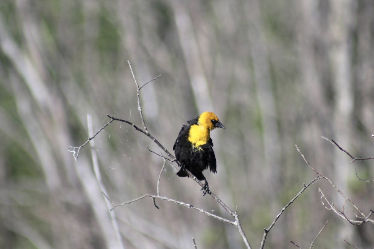 Yellow-headed Blackbird - ML620659272