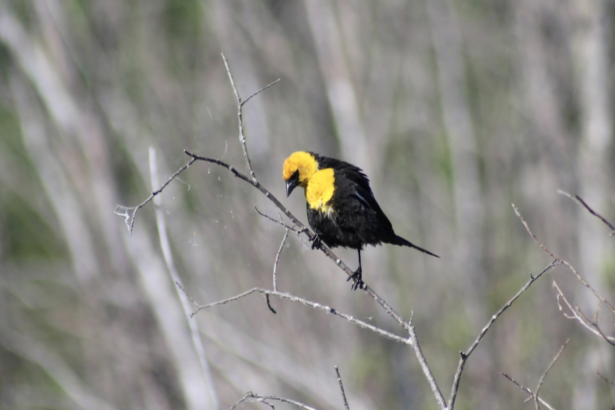 Yellow-headed Blackbird - ML620659273