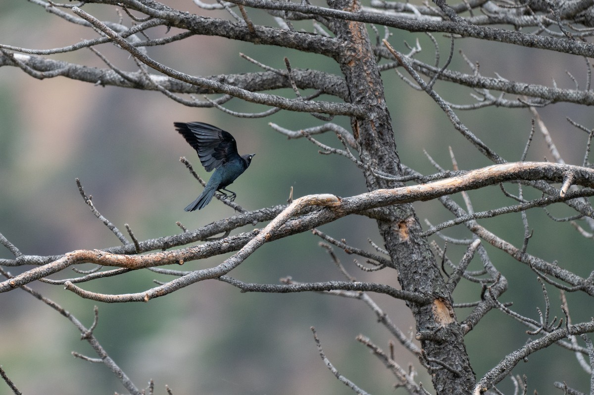 Brewer's Blackbird - ML620659279