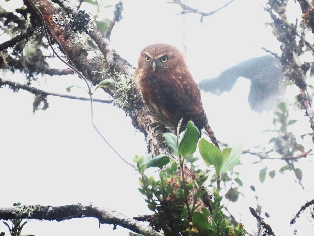 Andean Pygmy-Owl - ML620659282